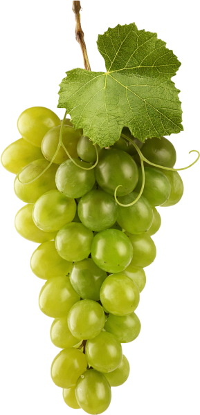 Grape-Tenuta-Salento-2